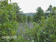 Hidden Forest 005